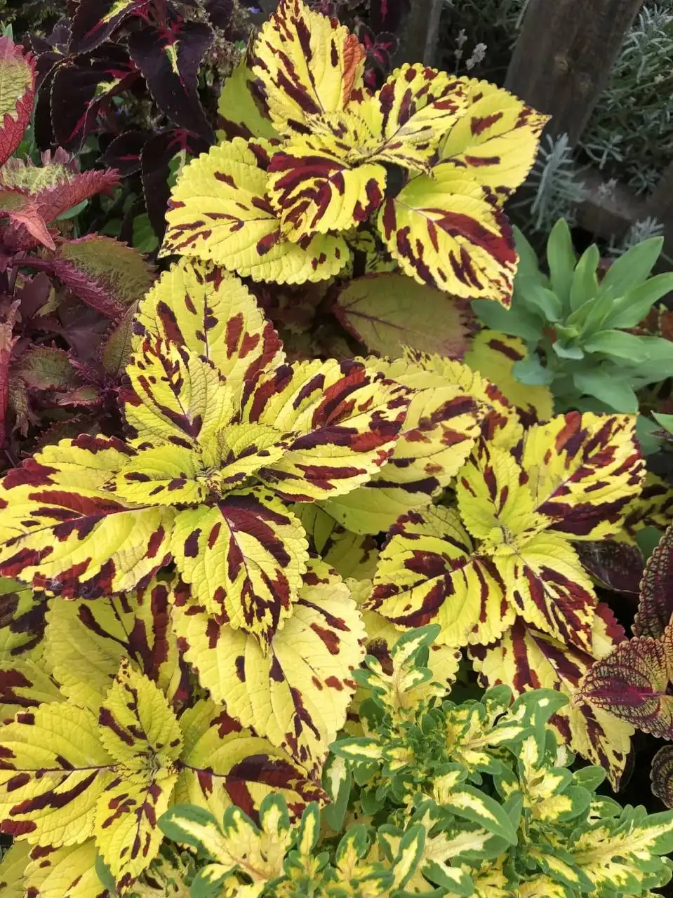 Укорененные черенки колеусов - Растения (Хобби и отдых) в Таврово