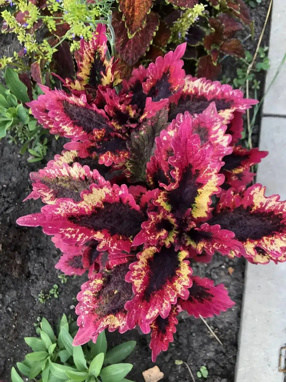 Укорененные черенки колеусов - Растения (Хобби и отдых) в Таврово