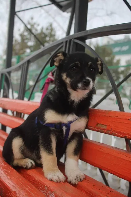 Ищем дом для щенка Буси - Кошки в Белгород