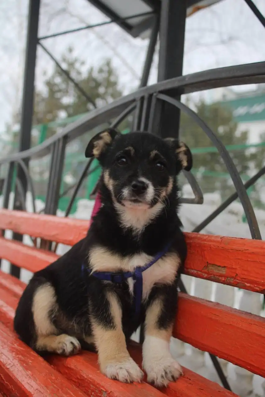 Ищем дом для щенка Буси - Собаки (Животные) в Белгород