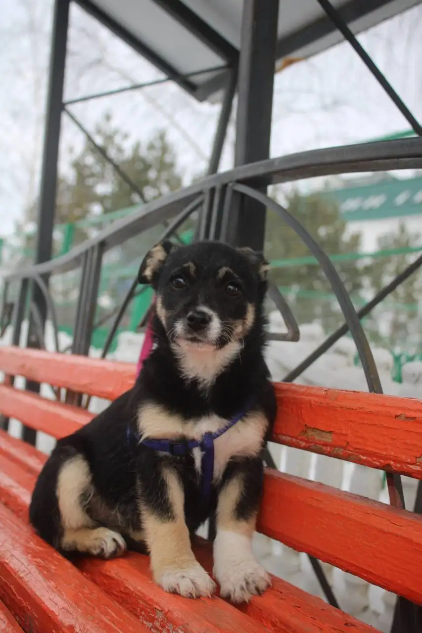 Ищем дом для щенка Буси - Собаки (Животные) в Белгород