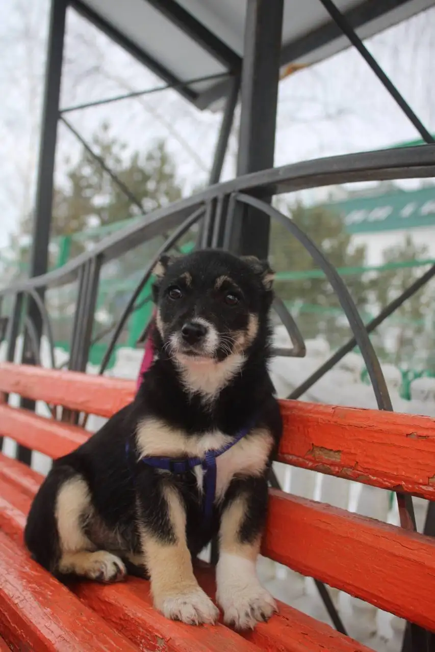 Ищем дом для щенка Буси - Собаки (Животные) в Белгород