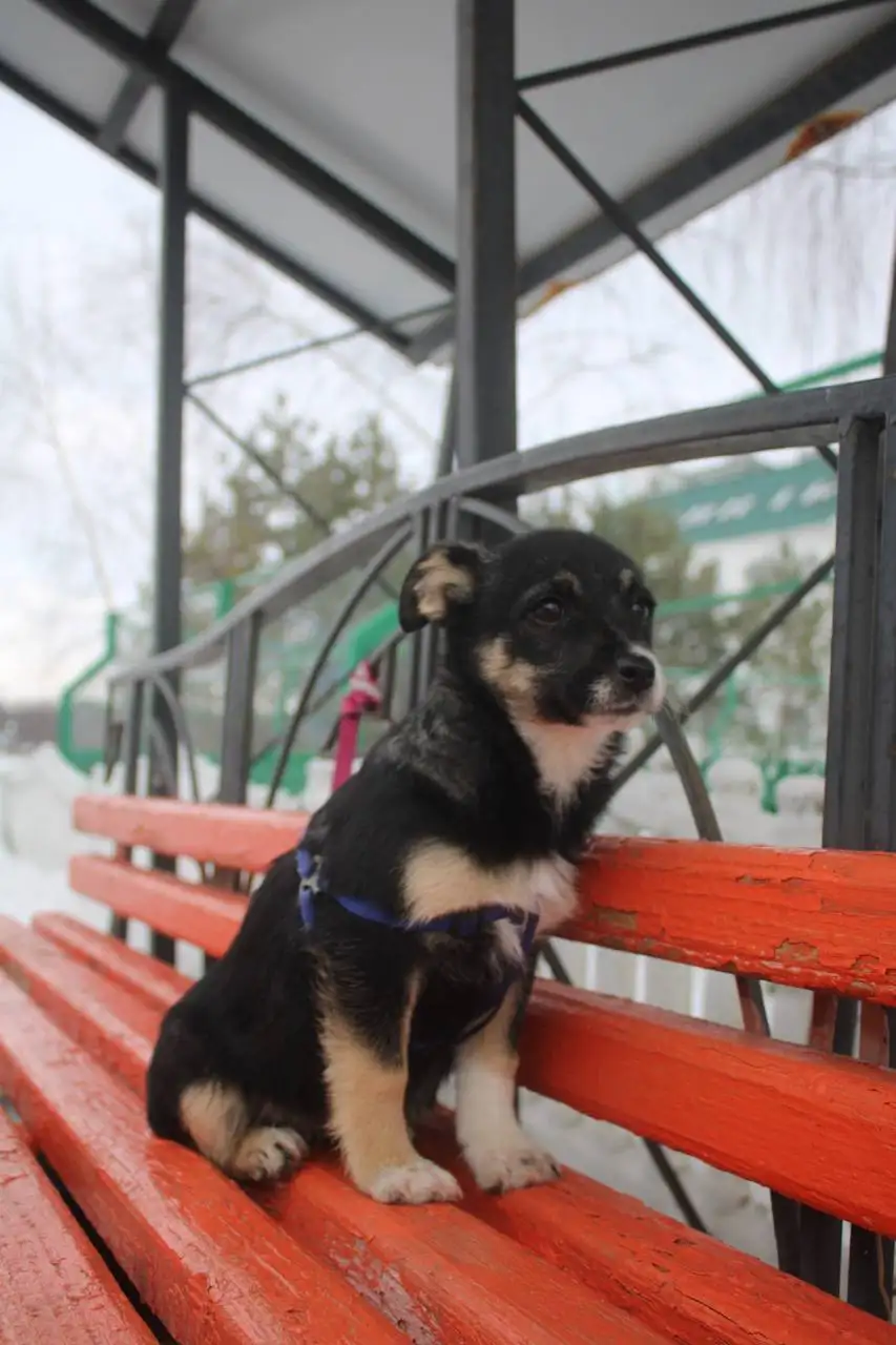 Ищем дом для щенка Буси - Собаки (Животные) в Белгород