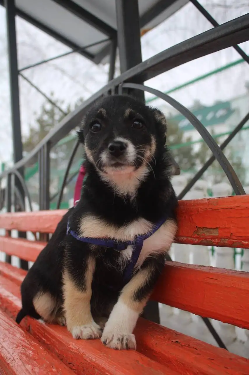 Ищем дом для щенка Буси - Собаки (Животные) в Белгород