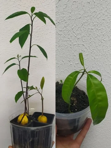 Продажа авокадо и манго в Севрюково - Барахолка в Севрюково