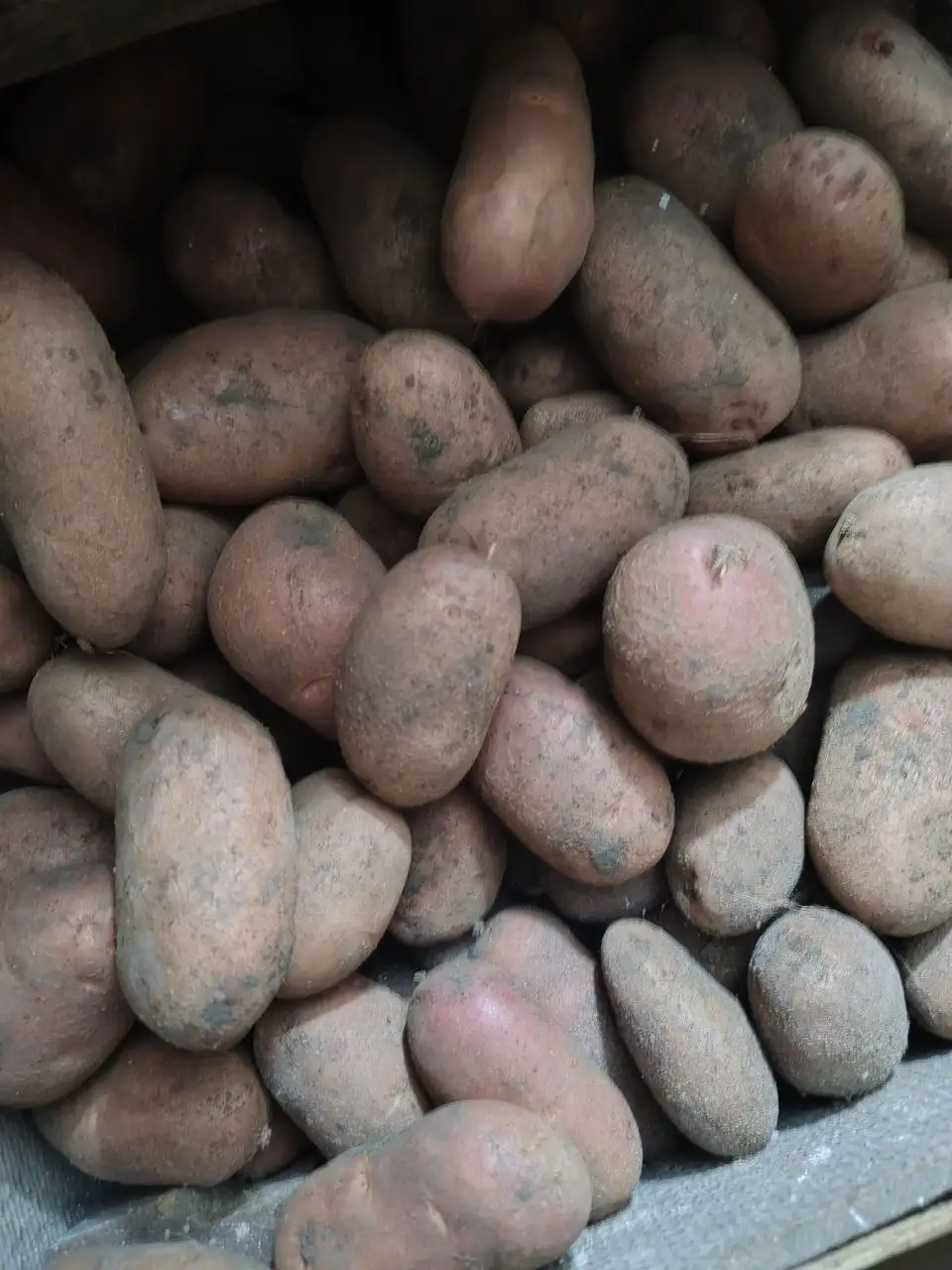 Продажа домашнего картофеля в Борисовском районе - Продукты питания (Для дома и дачи) в Стригуны