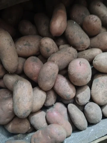 Продажа домашнего картофеля в Борисовском районе - частное объявление в Стригуны