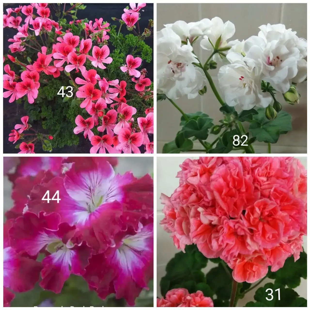 Укорененные черенки пеларгоний в Белгороде - Растения (Хобби и отдых) в Белгород