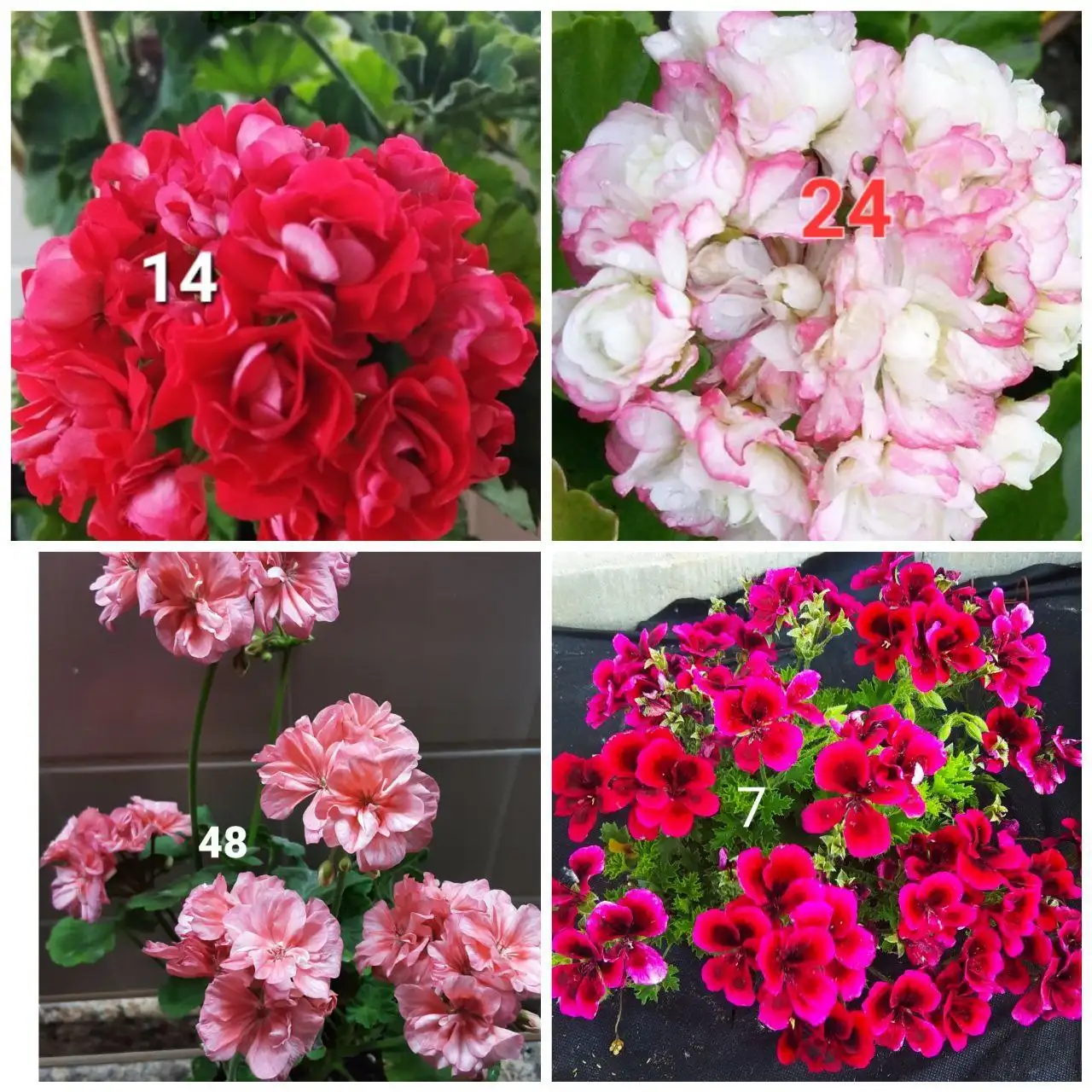 Укорененные черенки пеларгоний в Белгороде - Растения (Хобби и отдых) в Белгород