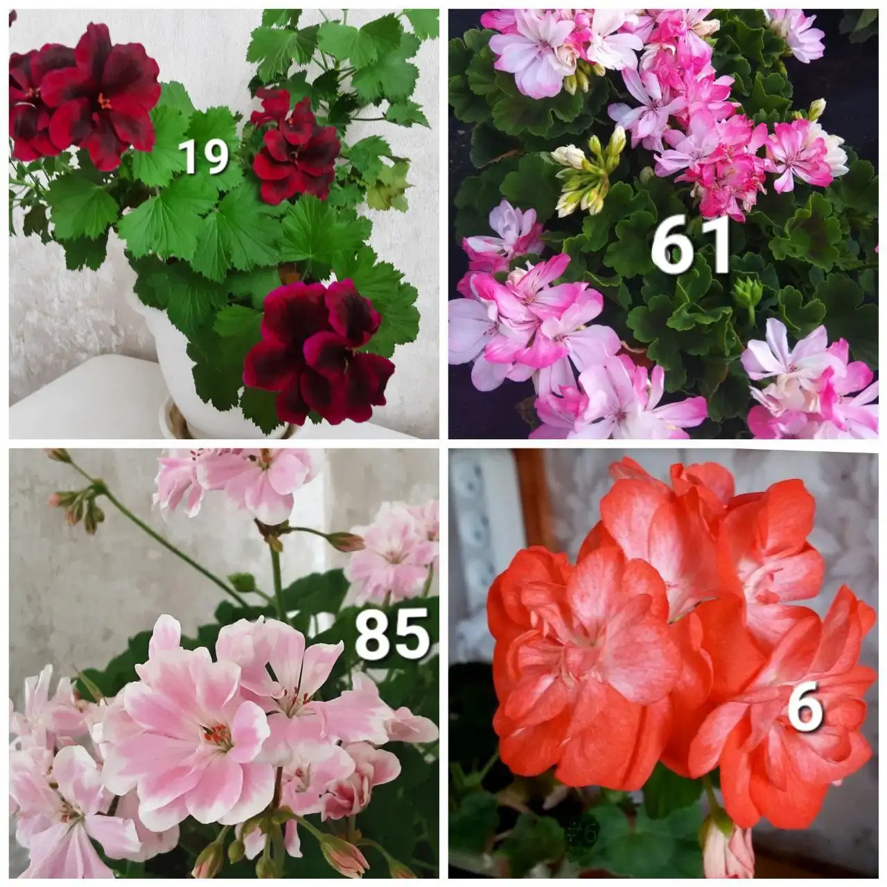 Укорененные черенки пеларгоний в Белгороде - Растения (Хобби и отдых) в Белгород