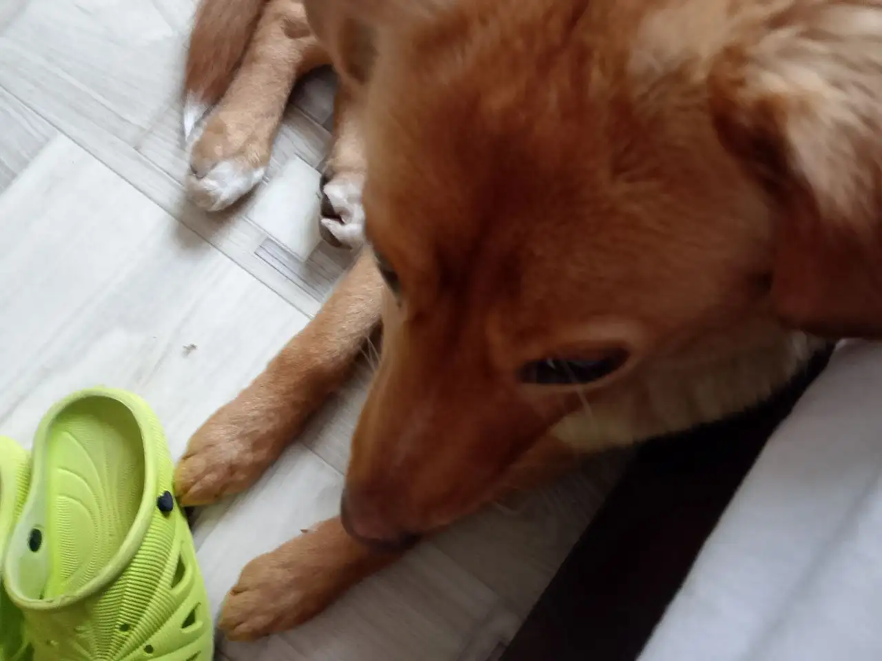 Найдена умная и ласковая девочка, ищет дом - Кошки (Животные) в Белгород