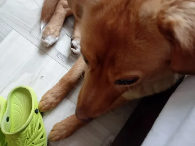 Найдена умная и ласковая девочка, ищет дом - Кошки в Белгород