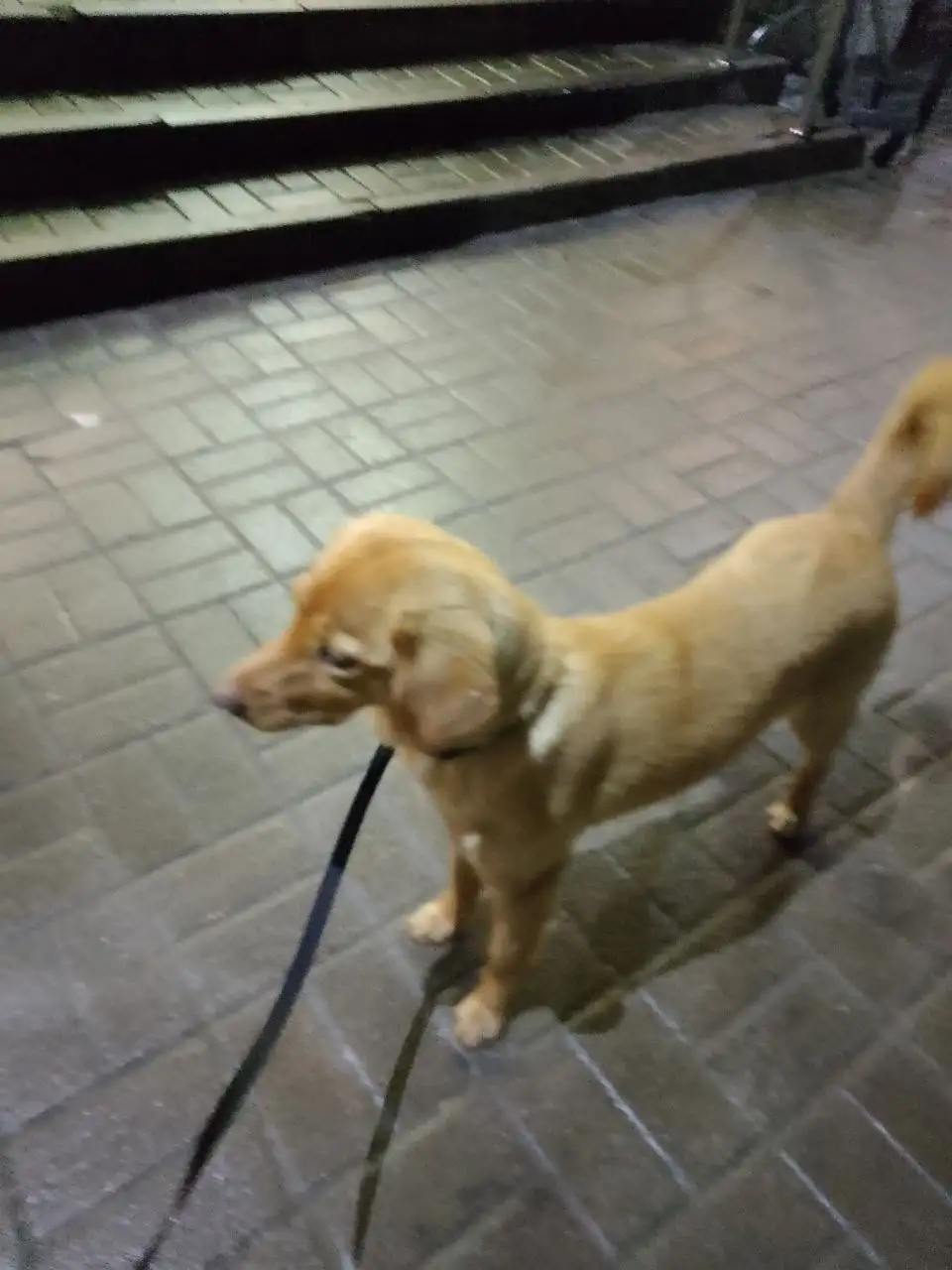 Найдена умная и ласковая девочка, ищет дом - Кошки (Животные) в Белгород