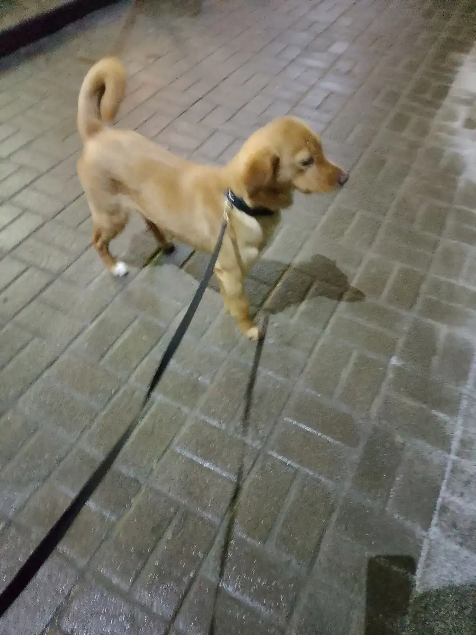 Найдена умная и ласковая девочка, ищет дом - Кошки (Животные) в Белгород