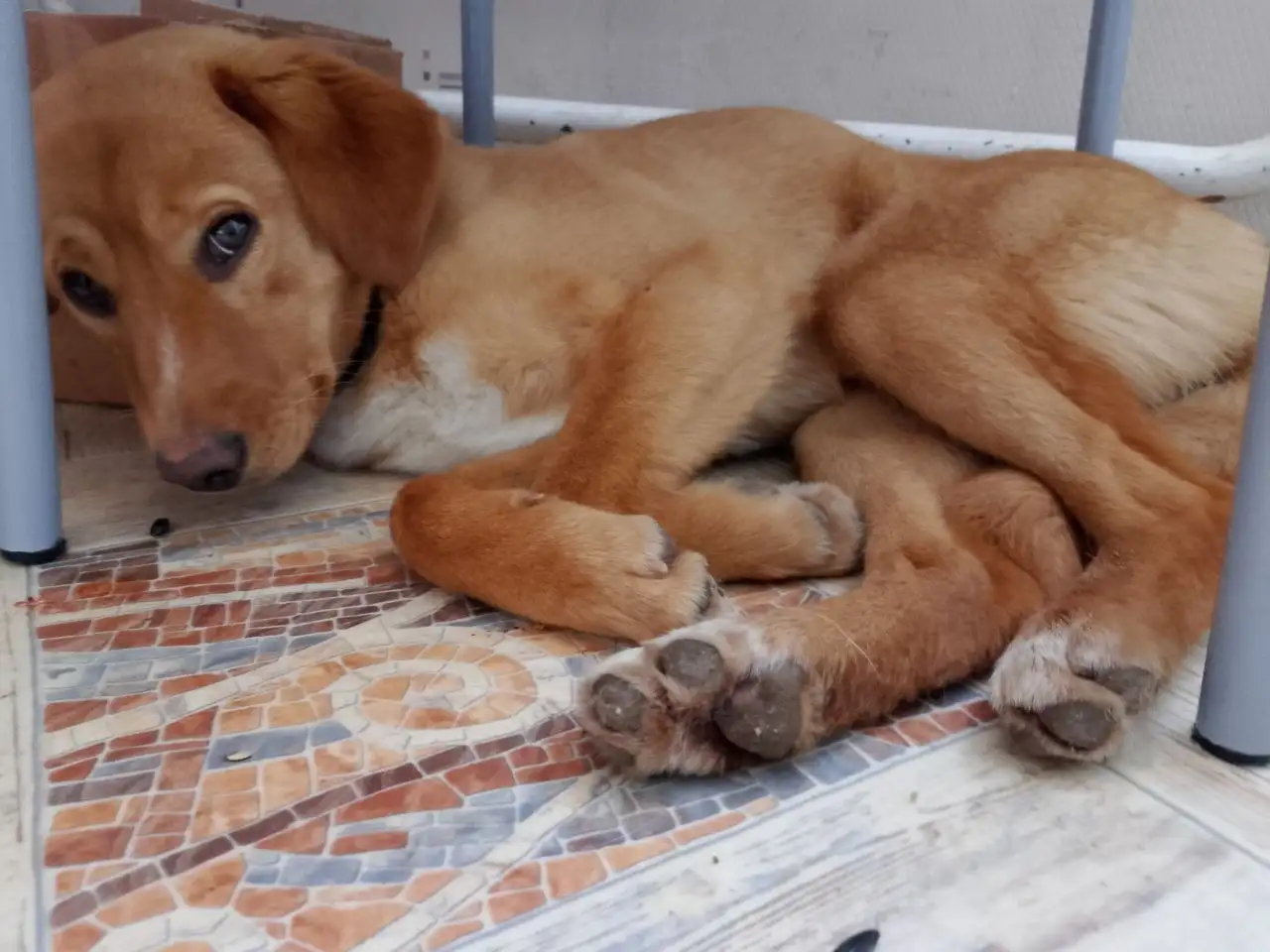 Отдам в добрые руки ласковую добрую девочку Монику - Кошки (Животные) в Белгород