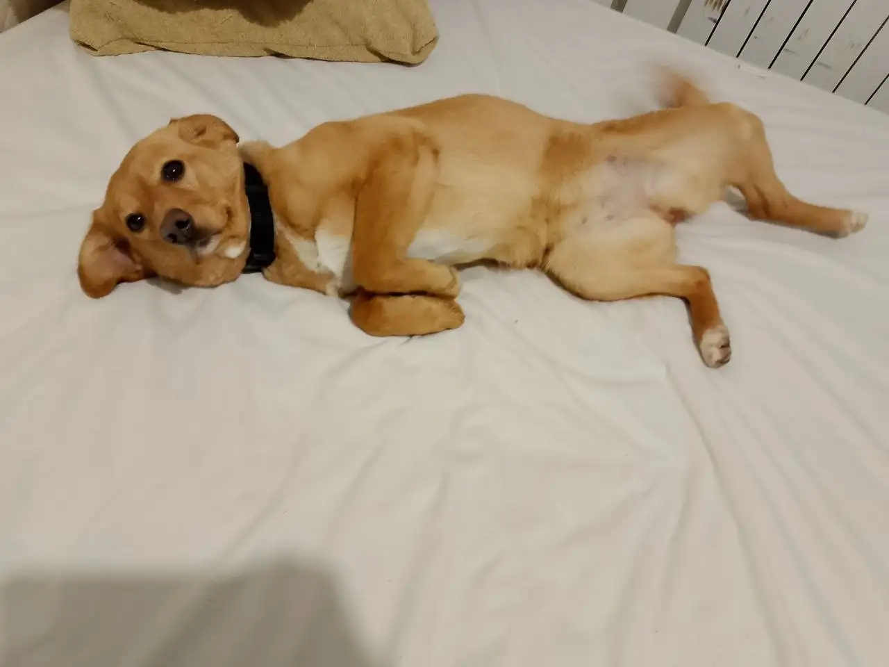 Отдам в добрые руки ласковую добрую девочку Монику - Кошки (Животные) в Белгород