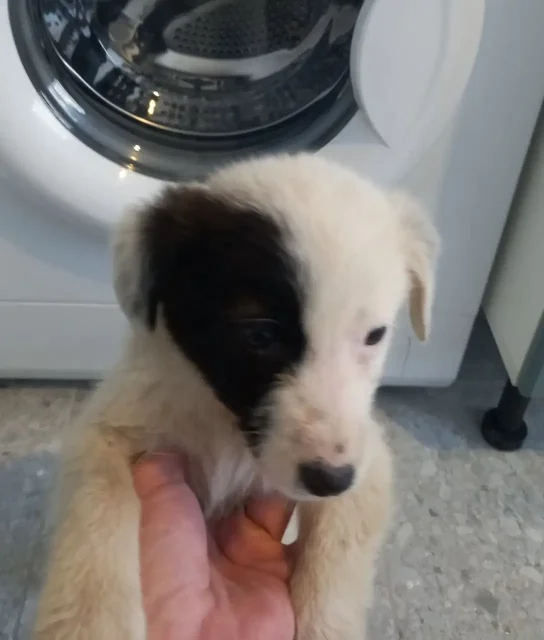 Отдам в добрые руки 2х мальчишек - Кошки в Белгород