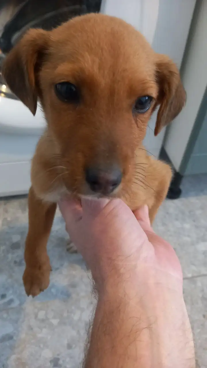 Отдам в добрые руки 2х мальчишек - Кошки (Животные) в Белгород