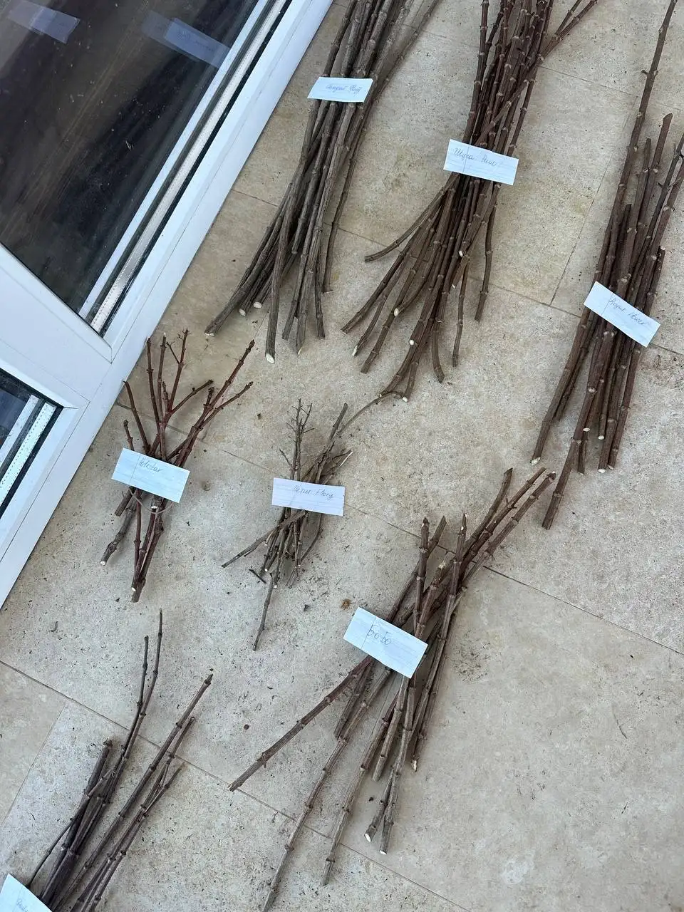 Продажа черенков метельчатой гортензии различных сортов - Садоводство (Хобби и отдых) в Белгород