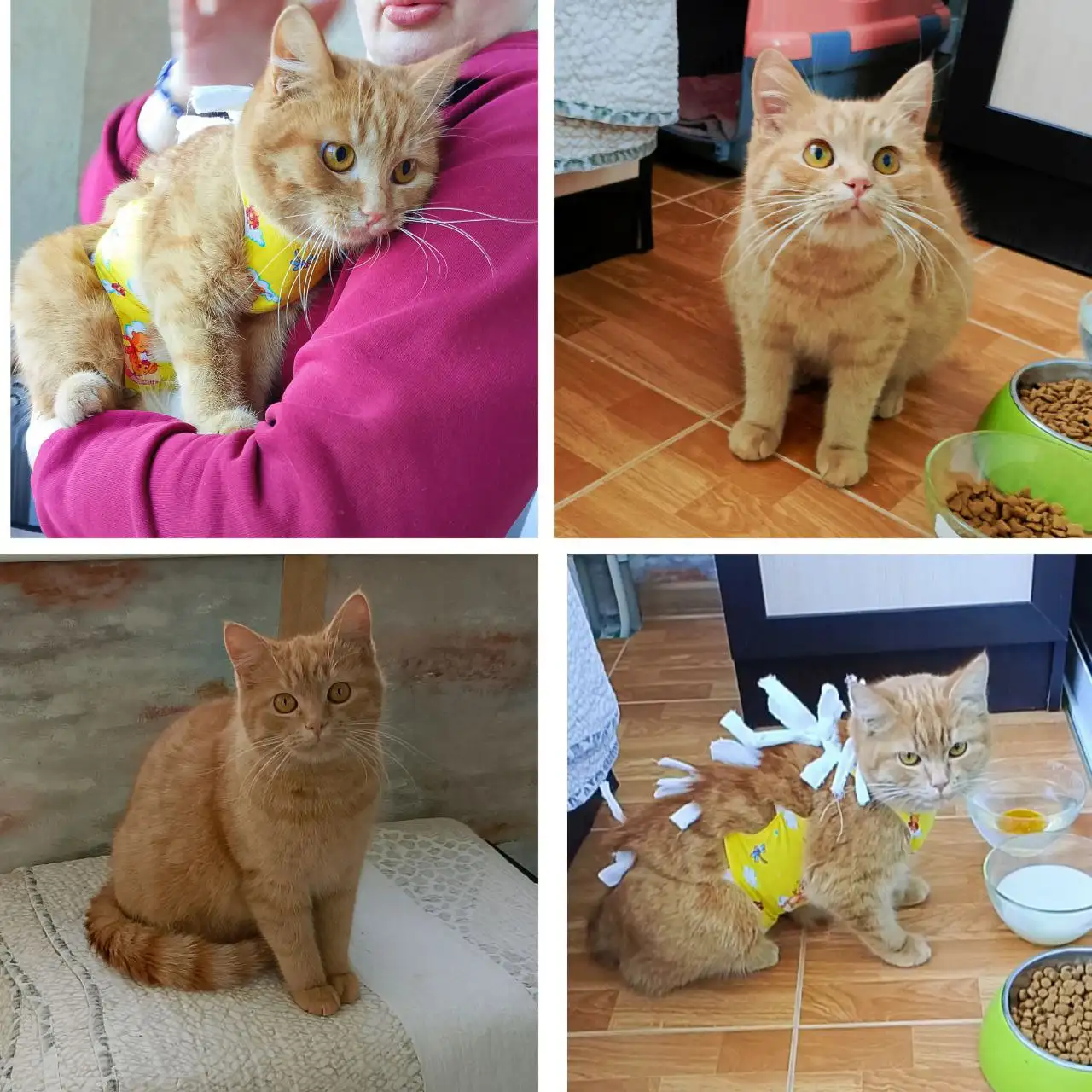 Ищет дом кошка Алиса 9 месяцев - Кошки (Животные) в Белгород