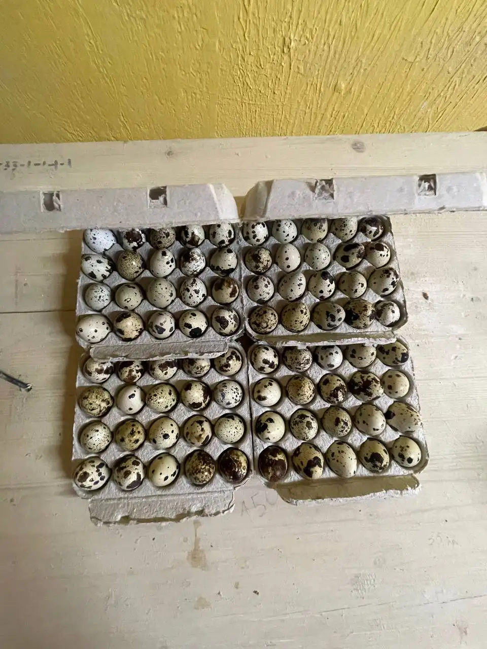 Продажа перепелиных яиц - Барахолка в Белгород