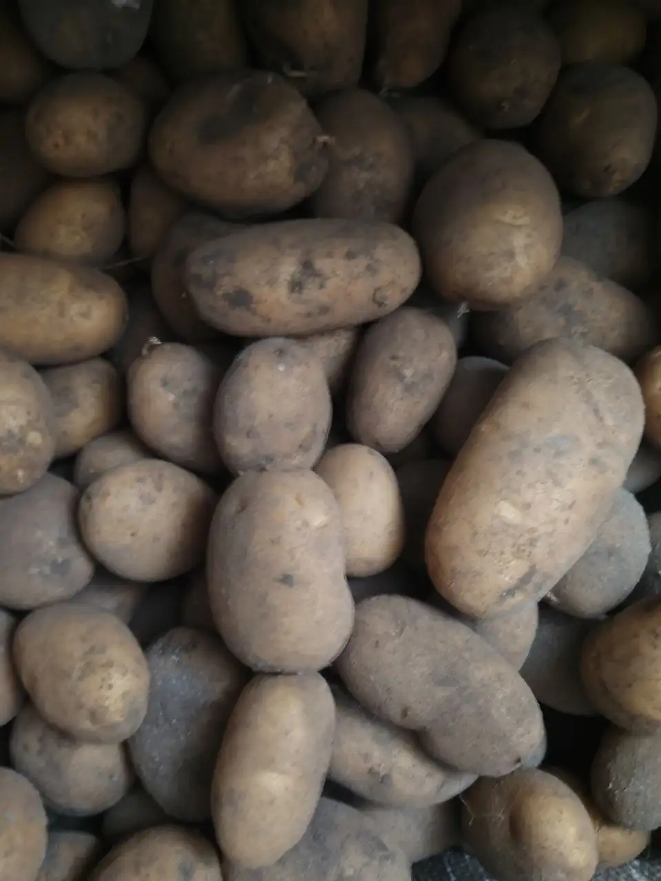 Продажа домашнего картофеля в Борисовском районе - Сад и огород (Хобби и отдых) в Стригуны