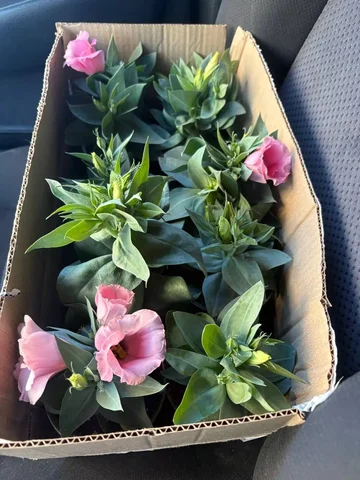 Рассада эустомы взрослая - частное объявление в Белгород