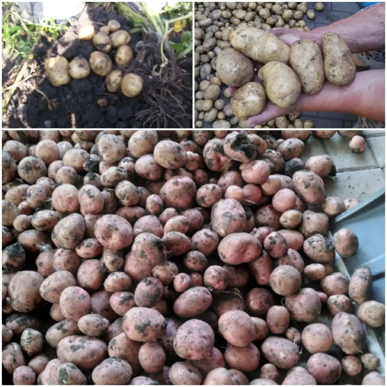 Продажа домашних овощей и заготовок - Продукты питания (Барахолка) в Белгород