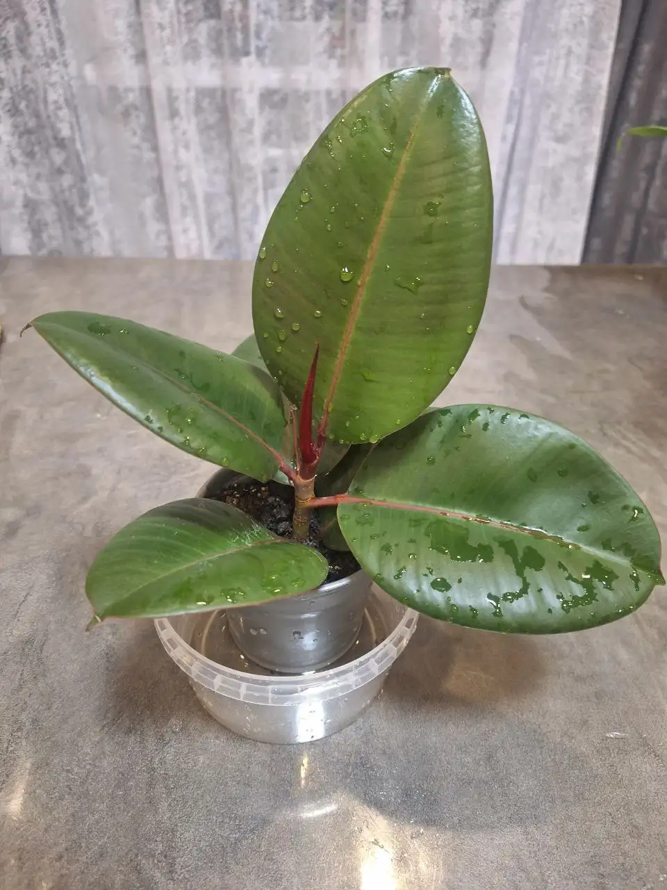 Продам комнатные цветы - Растения (Хобби и отдых) в Белгород