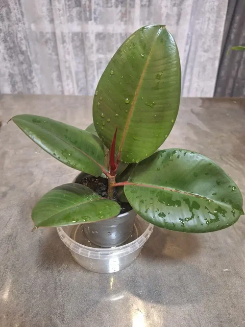 Продам комнатные цветы - частное объявление в Белгород