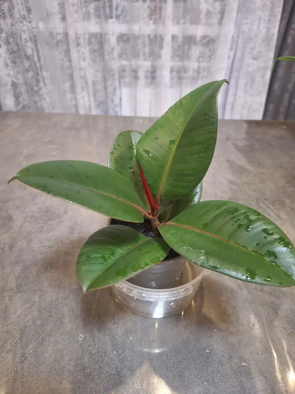 Продам комнатные цветы - Растения (Хобби и отдых) в Белгород