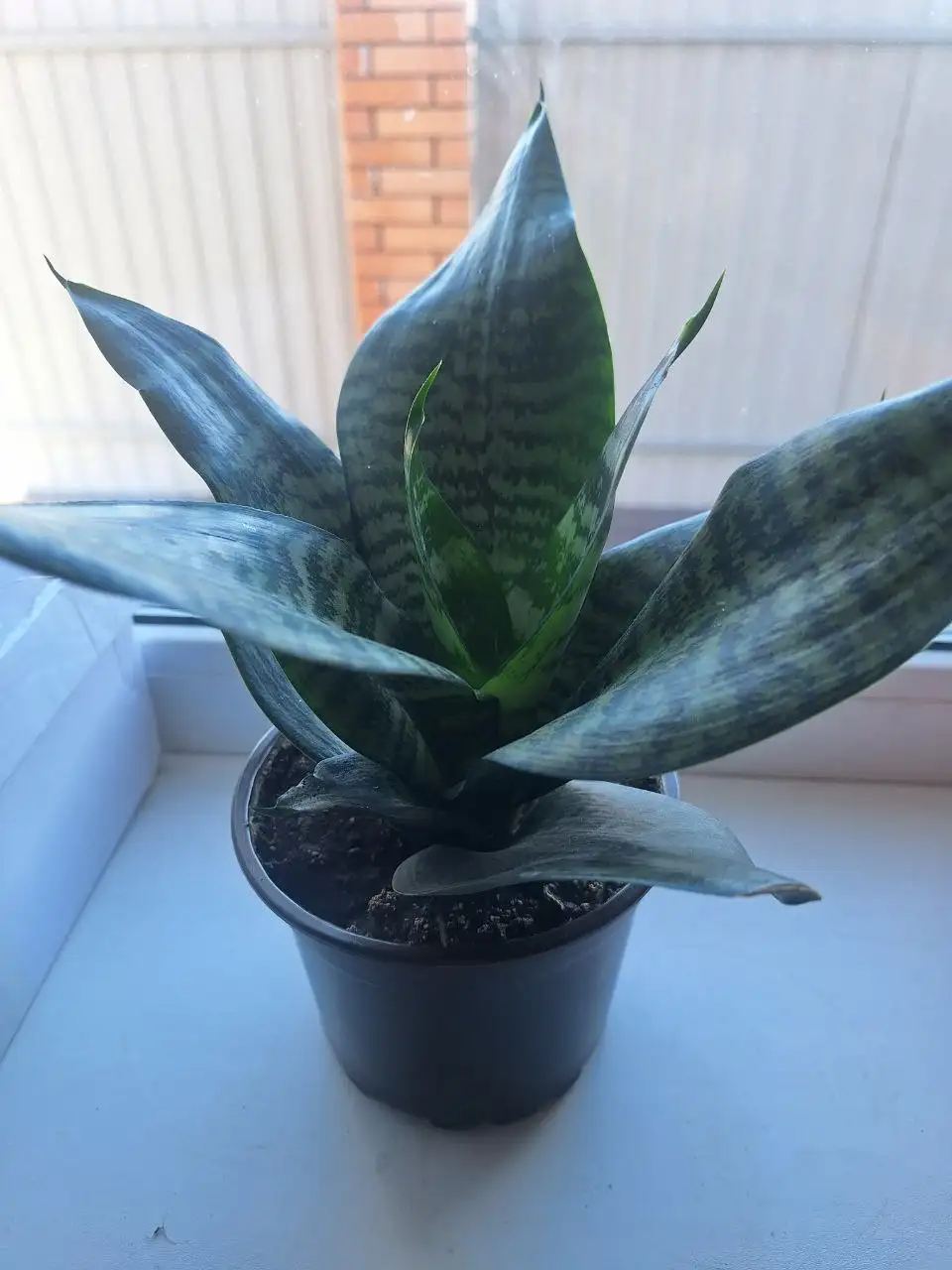 Продам комнатные цветы - Растения (Хобби и отдых) в Белгород