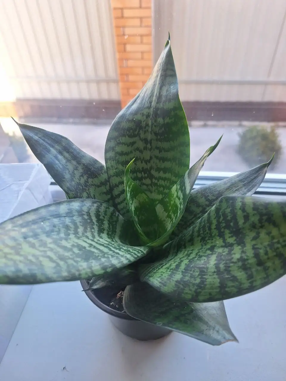 Продам комнатные цветы - Растения (Хобби и отдых) в Белгород