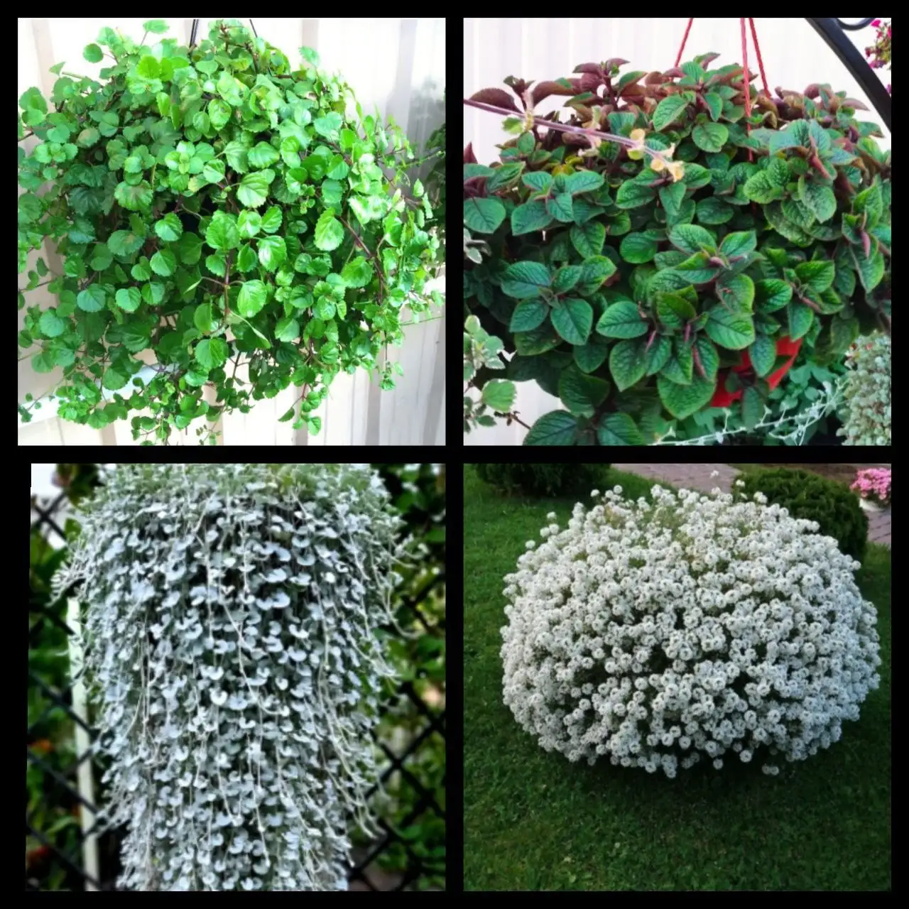 Продам ампельные растения - Растения (Хобби и отдых) в Белгород