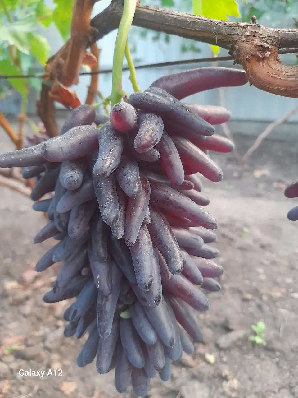 Продажа саженцев столового винограда различных сортов - Сад и огород (Хобби и отдых) в Никольское