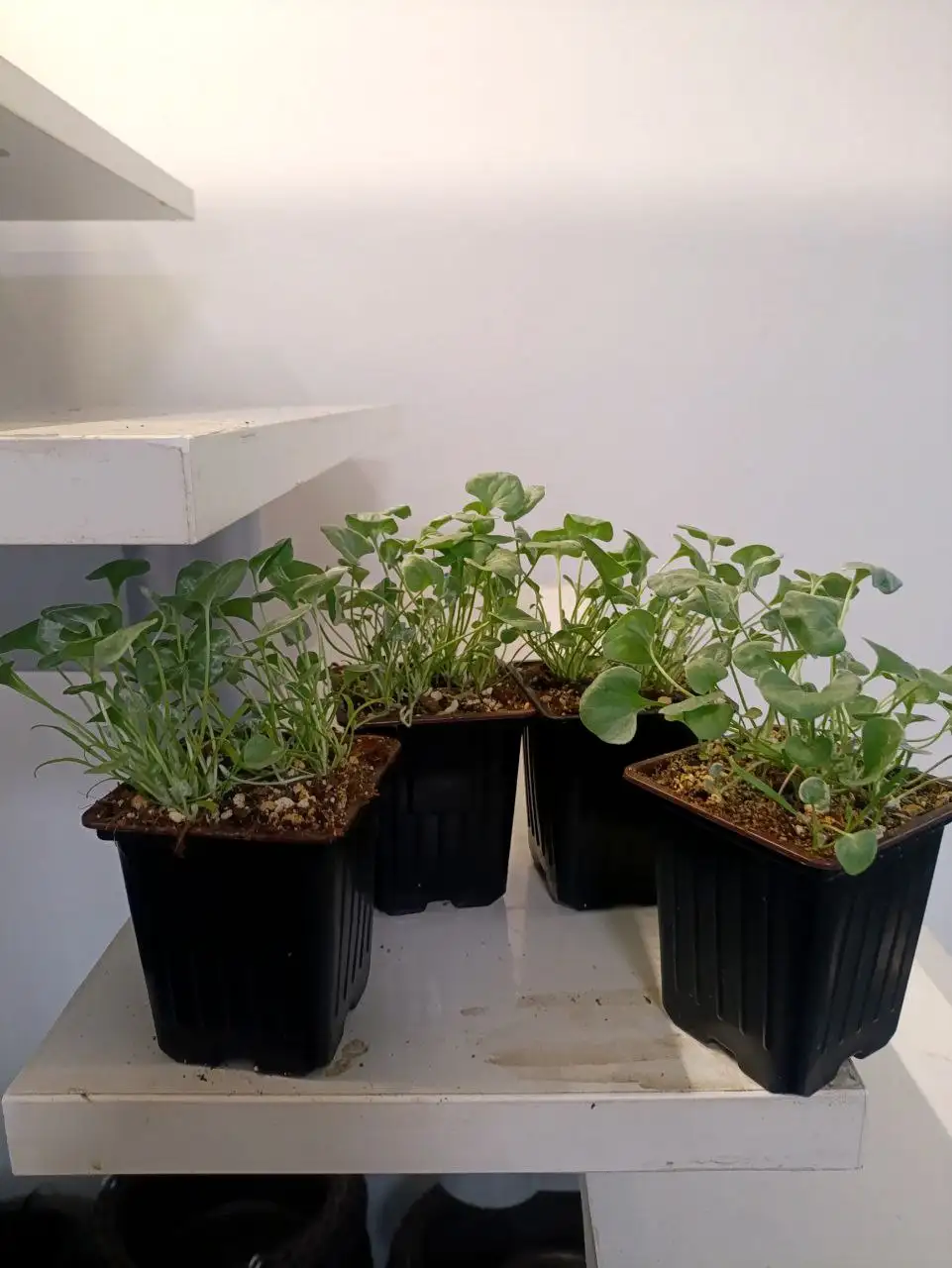 Дихондра серебристая - Растения (Хобби и отдых) в Белгород