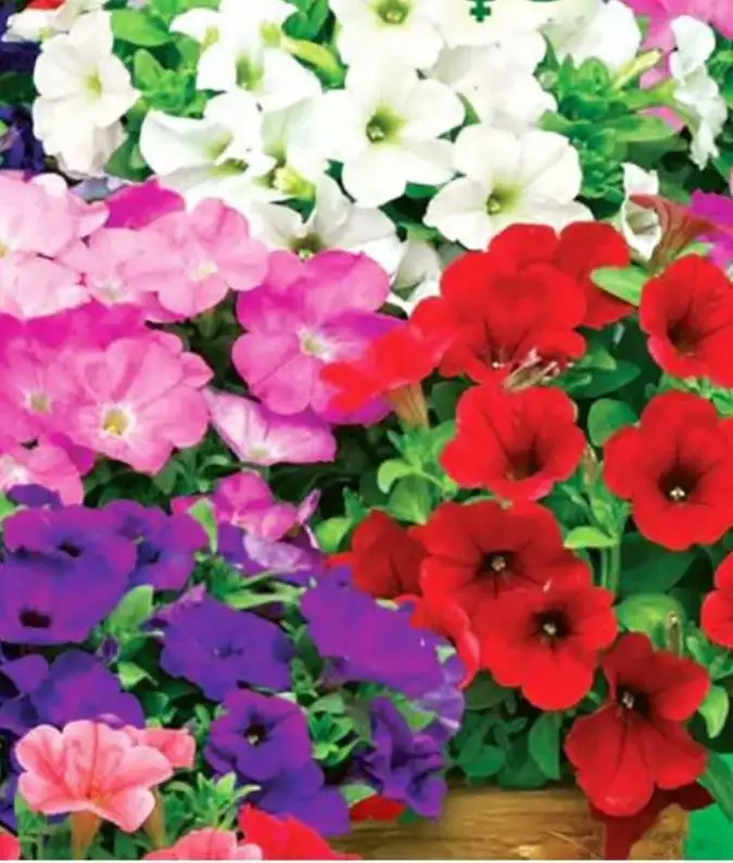 Петуния - Барахолка в Белгород