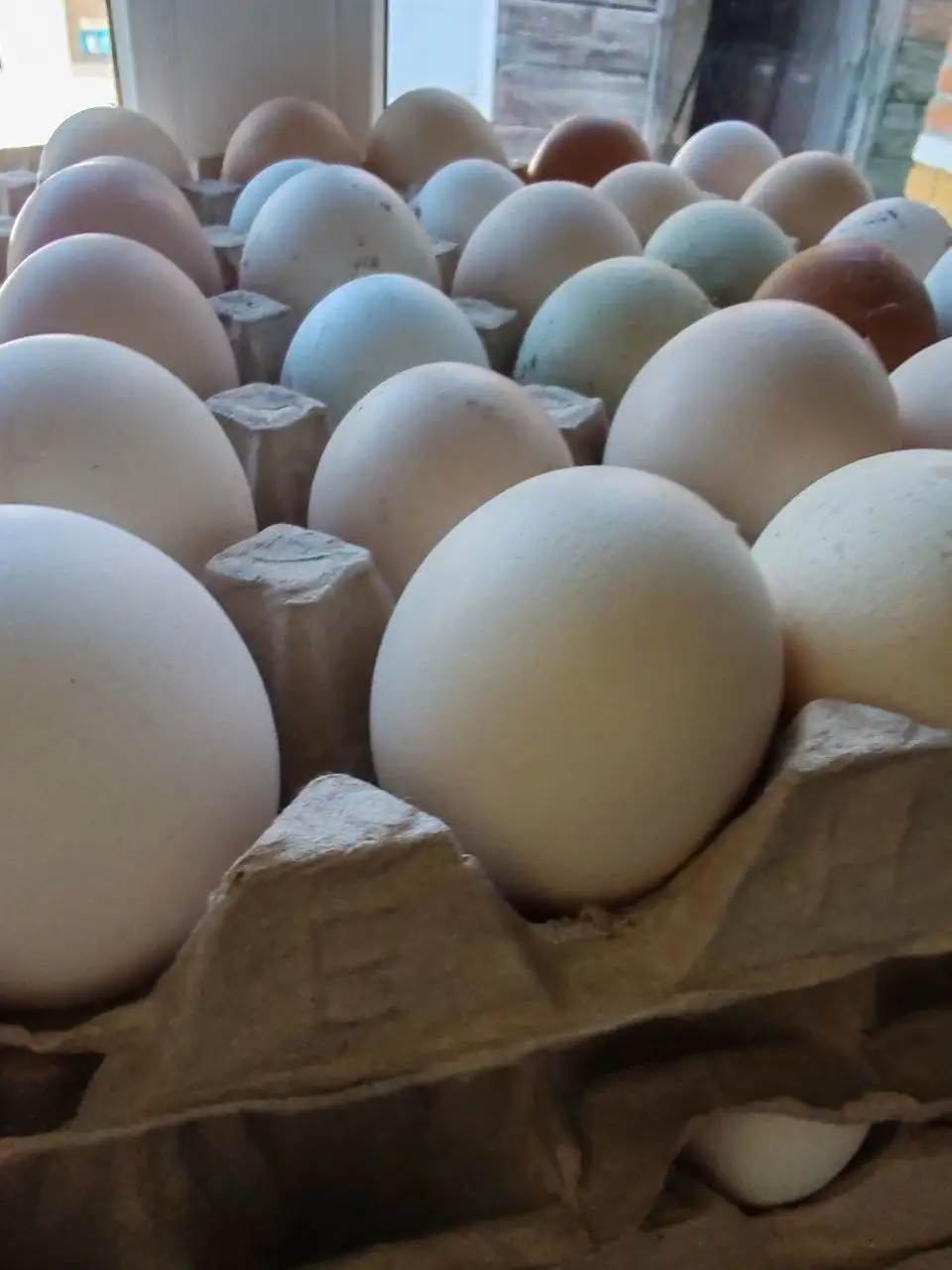 Продажа домашнего картофеля и яиц - Продукты питания (Барахолка) в Стригуны