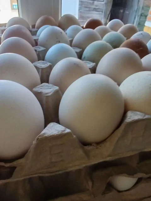 Продажа домашнего картофеля и яиц - частное объявление в Стригуны