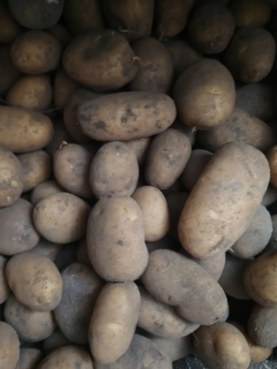 Продажа домашнего картофеля и яиц - Продукты питания (Барахолка) в Стригуны