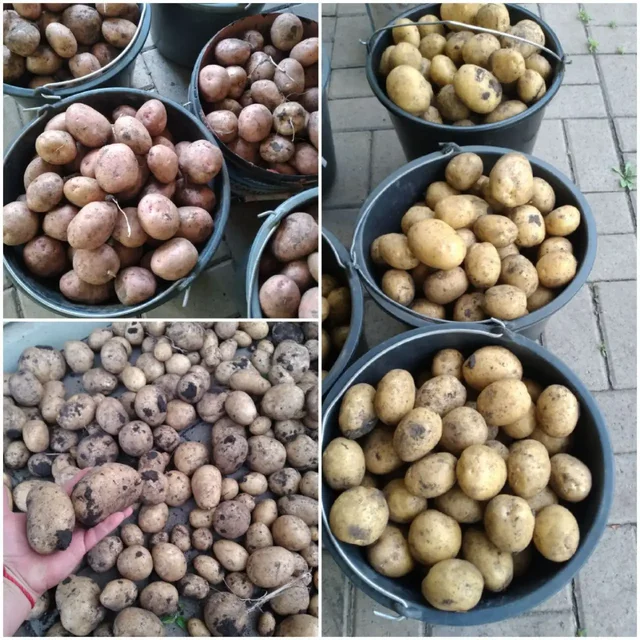 Семенная картошка, саженцы смородины, ежевики и винограда - Сад и огород в Белгород