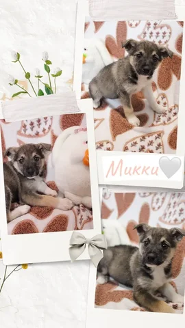 Щеночек от маленькой собачки - частное объявление в Белгород