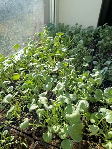 Дихондра серебристая - Сад и огород в Белгород