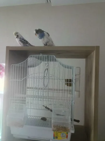 Продажа двух попугайчиков - Животные в Белгород