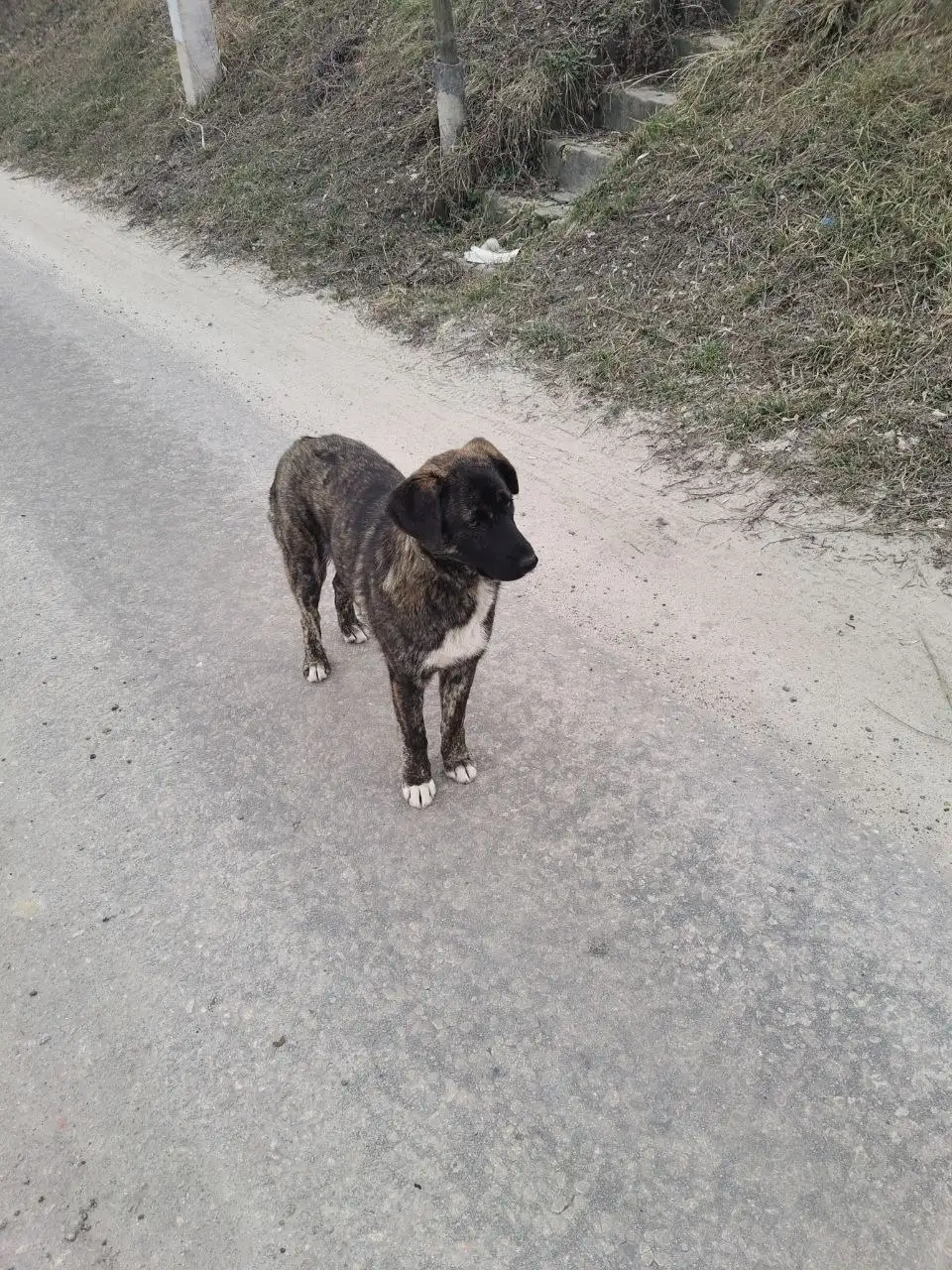 Найдена собака на ул. Донецкой в Белгороде - Животные в Белгород