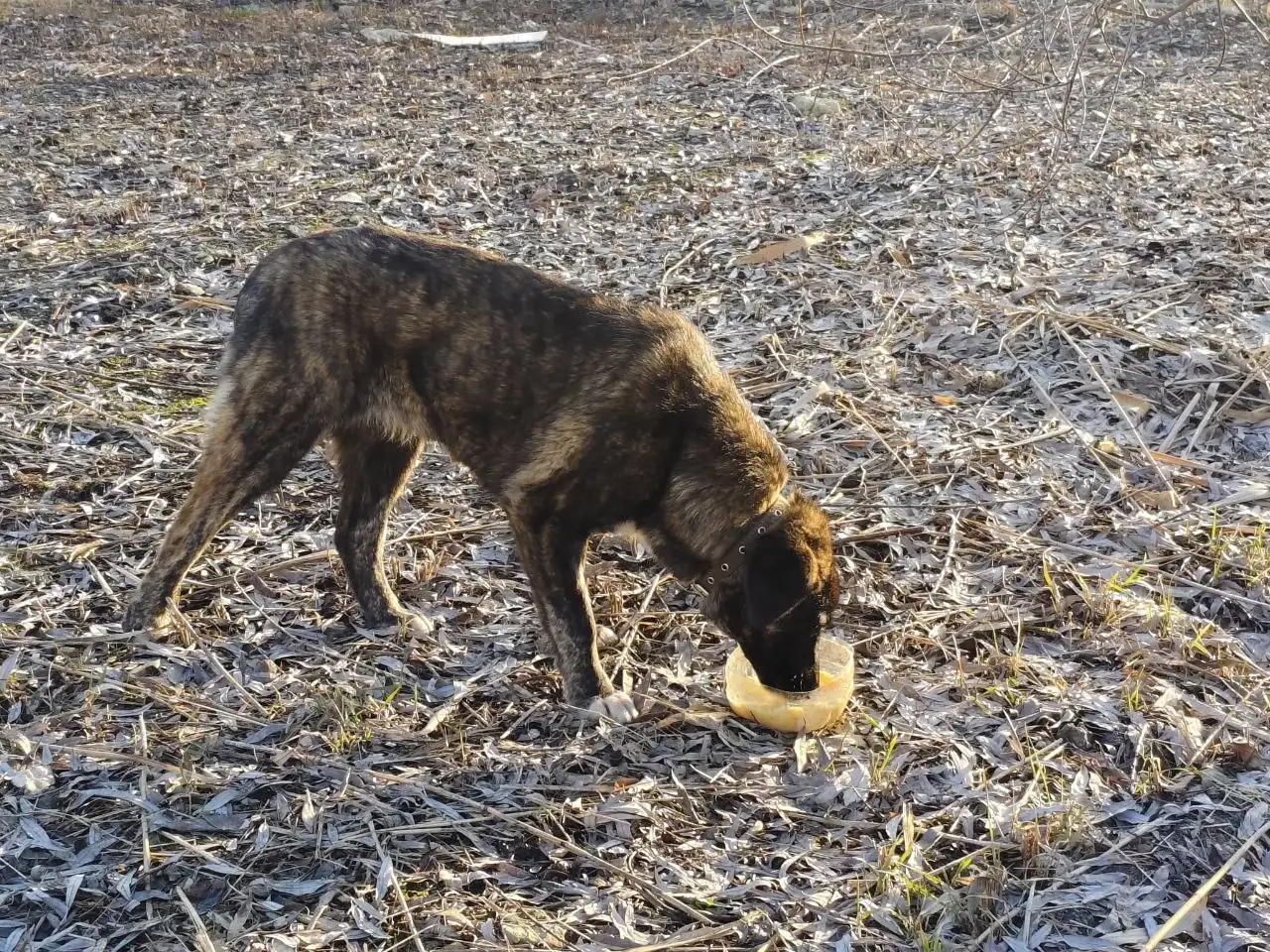 Найдена собака на ул. Донецкой в Белгороде - Животные в Белгород