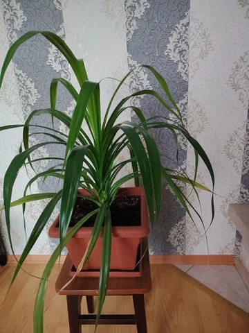 Продам панданус - Барахолка в Белгород