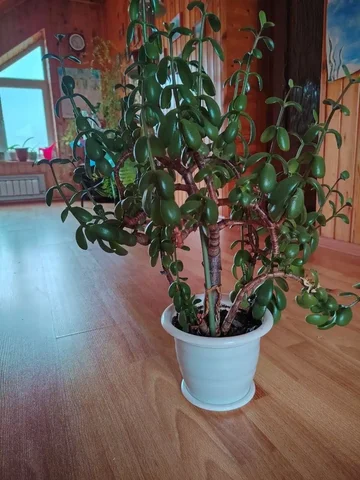 Продажа денежного дерева - Велосипеды в Белгород