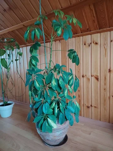 Продам шеффлеру - Барахолка в Белгород