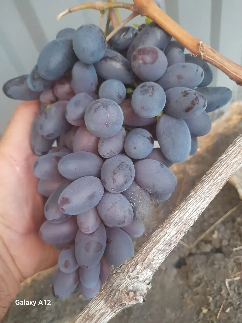 Продажа саженцев столового винограда - Растения и саженцы (Для дома и дачи) в Никольское